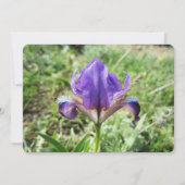 Wild Iris Feestdagenkaart (Voorkant)