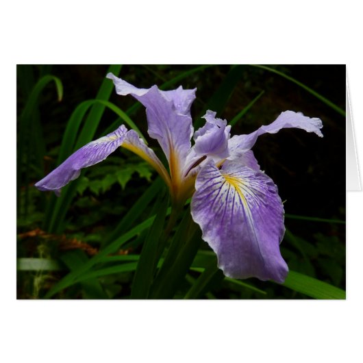 Wild Iris Flower Paars Floral (Voorkant Horizontaal)