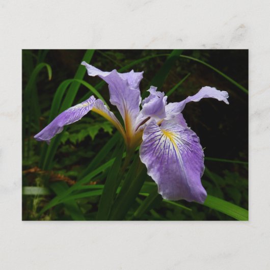 Wild Iris Flower Paars Floral Briefkaart (Voorkant)
