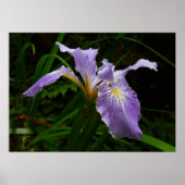 Wild Iris Flower Paars Floral Poster (Voorkant)