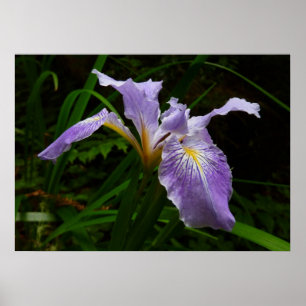 Wild Iris Flower Paars Floral Poster