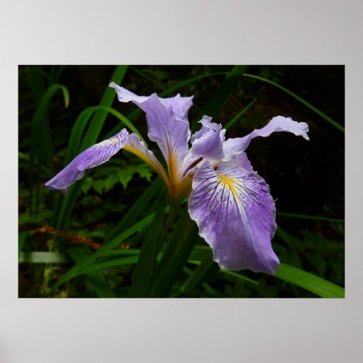 Wild Iris Flower Paars Floral Poster (Voorkant)