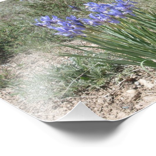 Wild Iris Foto Afdruk (Hoek)