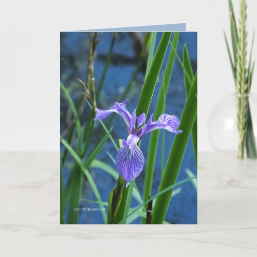 Wild Iris Kaart (Voorkant)