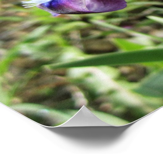 Wild Iris Poster (Hoek)