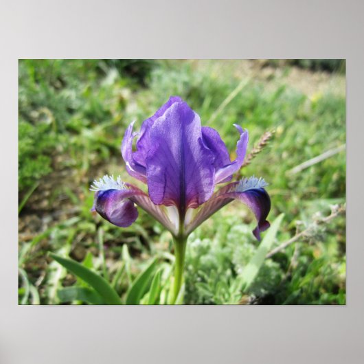 Wild Iris Poster (Voorkant)