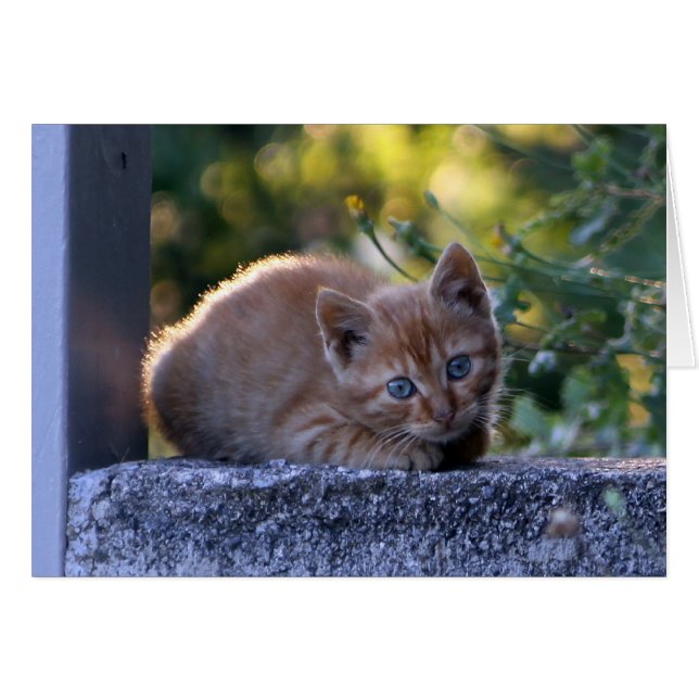 Wild Italy kitten (Voorkant Horizontaal)