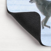 Wild Jackal Coyote Crossing Frozen Lake in de wint Muismat (Hoek)