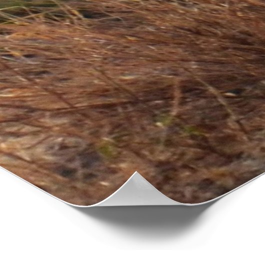 Wild Jackal Poster (Hoek)