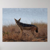 Wild Jackal Poster (Voorkant)