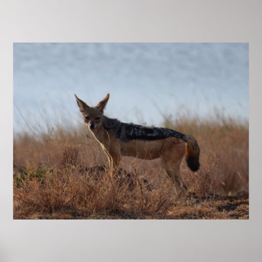 Wild Jackal Poster (Voorkant)