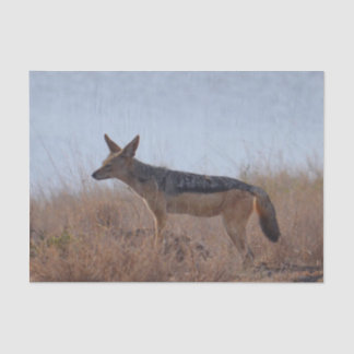 Wild Jackal Tissuepapier