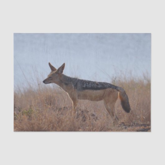 Wild Jackal Tissuepapier (Voorkant)