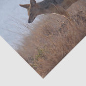 Wild Jackal Tissuepapier (Detail)
