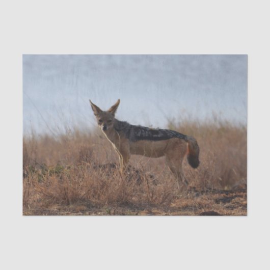 Wild Jackal Tissuepapier (Voorkant)