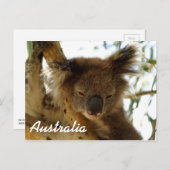 Wild koala slaapt op eucalyptusboom, Australië Briefkaart (Voorkant / Achterkant)