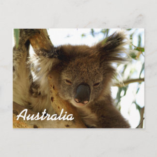 Wild koala slaapt op eucalyptusboom, Australië Briefkaart