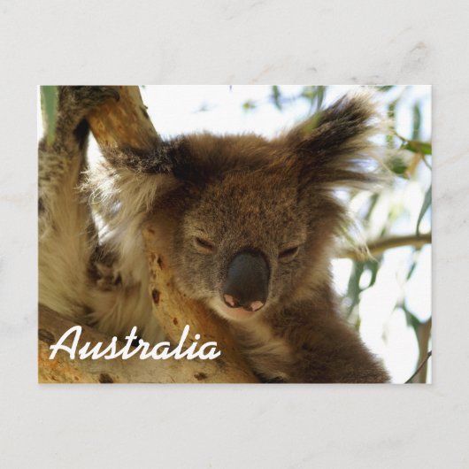 Wild koala slaapt op eucalyptusboom, Australië Briefkaart (Voorkant)