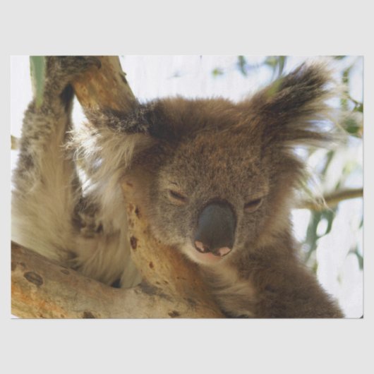 Wild koala slaapt op eucalyptusboom, Foto Tissuepapier (Voorkant)