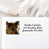 Wild koala slapen op eucalyptus, retouradres etiket (Insitu)