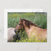 wild konik horse briefkaart (Voorkant / Achterkant)