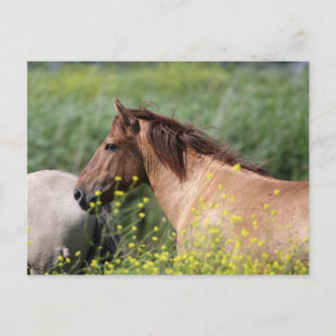 wild konik horse briefkaart