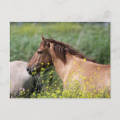 wild konik horse briefkaart (Voorkant)