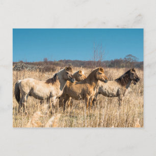 Wild Konik ponies Wicken Fen Cambridgeshire Vereni Briefkaart