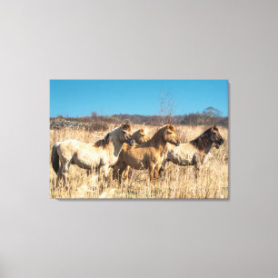 Wild Konik ponies Wicken Fen Cambridgeshire Vereni Canvas Afdruk