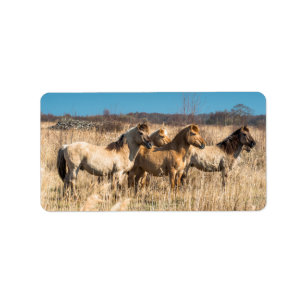 Wild Konik ponies Wicken Fen Cambridgeshire Vereni Etiket