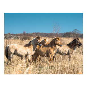 Wild Konik ponies Wicken Fen Cambridgeshire Vereni Foto Afdruk