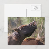 wild konik stallion briefkaart (Voorkant / Achterkant)