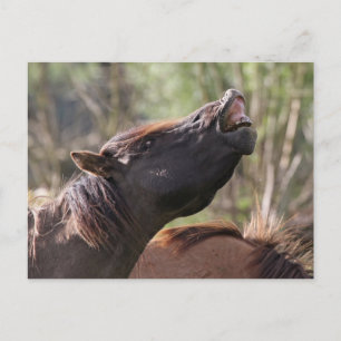 wild konik stallion briefkaart