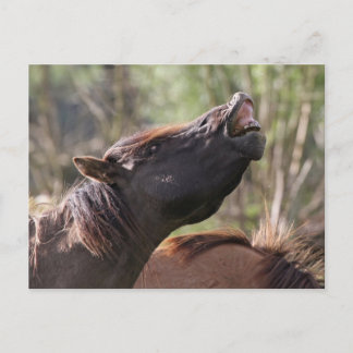 wild konik stallion briefkaart
