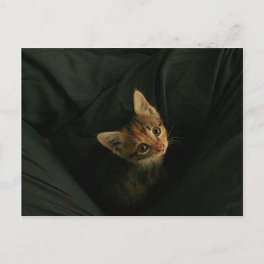 Wild L. Briefkaart (Voorkant)