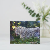 Wild Leopards Briefkaart (Staand voorkant)