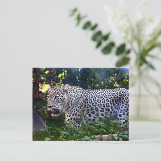 Wild Leopards Briefkaart (Staand voorkant)