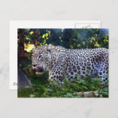 Wild Leopards Briefkaart (Voorkant / Achterkant)