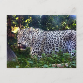Wild Leopards Briefkaart