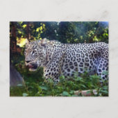 Wild Leopards Briefkaart (Voorkant)