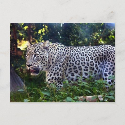 Wild Leopards Briefkaart (Voorkant)