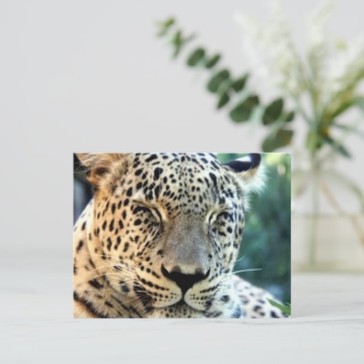 Wild Leopards Briefkaart (Staand voorkant)