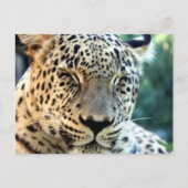 Wild Leopards Briefkaart (Voorkant)