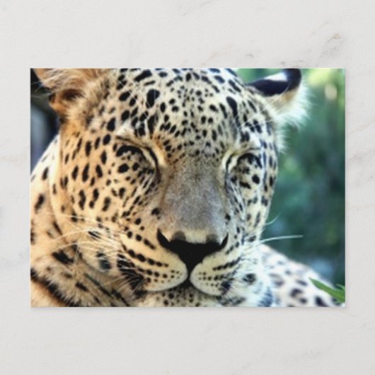 Wild Leopards Briefkaart (Voorkant)