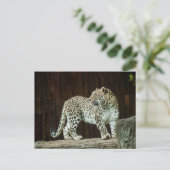 Wild Life Leopard die over zijn schouder terugkijk Briefkaart (Staand voorkant)