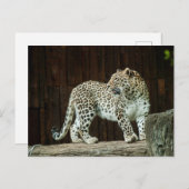 Wild Life Leopard die over zijn schouder terugkijk Briefkaart (Voorkant / Achterkant)