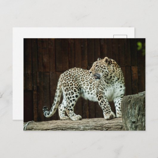 Wild Life Leopard die over zijn schouder terugkijk Briefkaart (Voorkant / Achterkant)