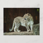 Wild Life Leopard die over zijn schouder terugkijk Briefkaart (Voorkant)