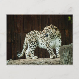 Wild Life Leopard die over zijn schouder terugkijk Briefkaart