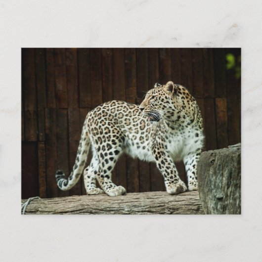Wild Life Leopard die over zijn schouder terugkijk Briefkaart (Voorkant)
